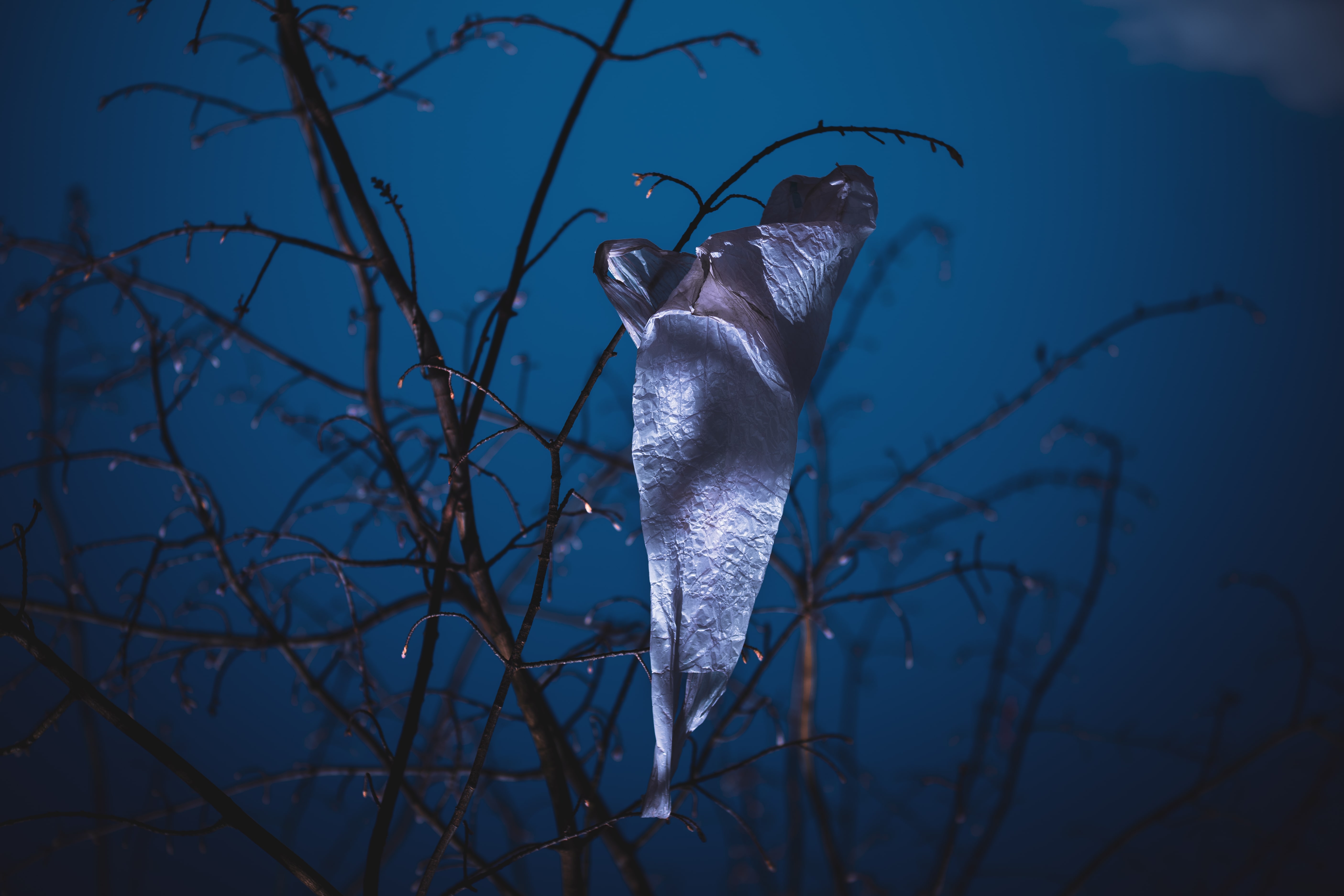 An artistic photo of a white plastic bag caught in the barren branches of a tree against the night sky.