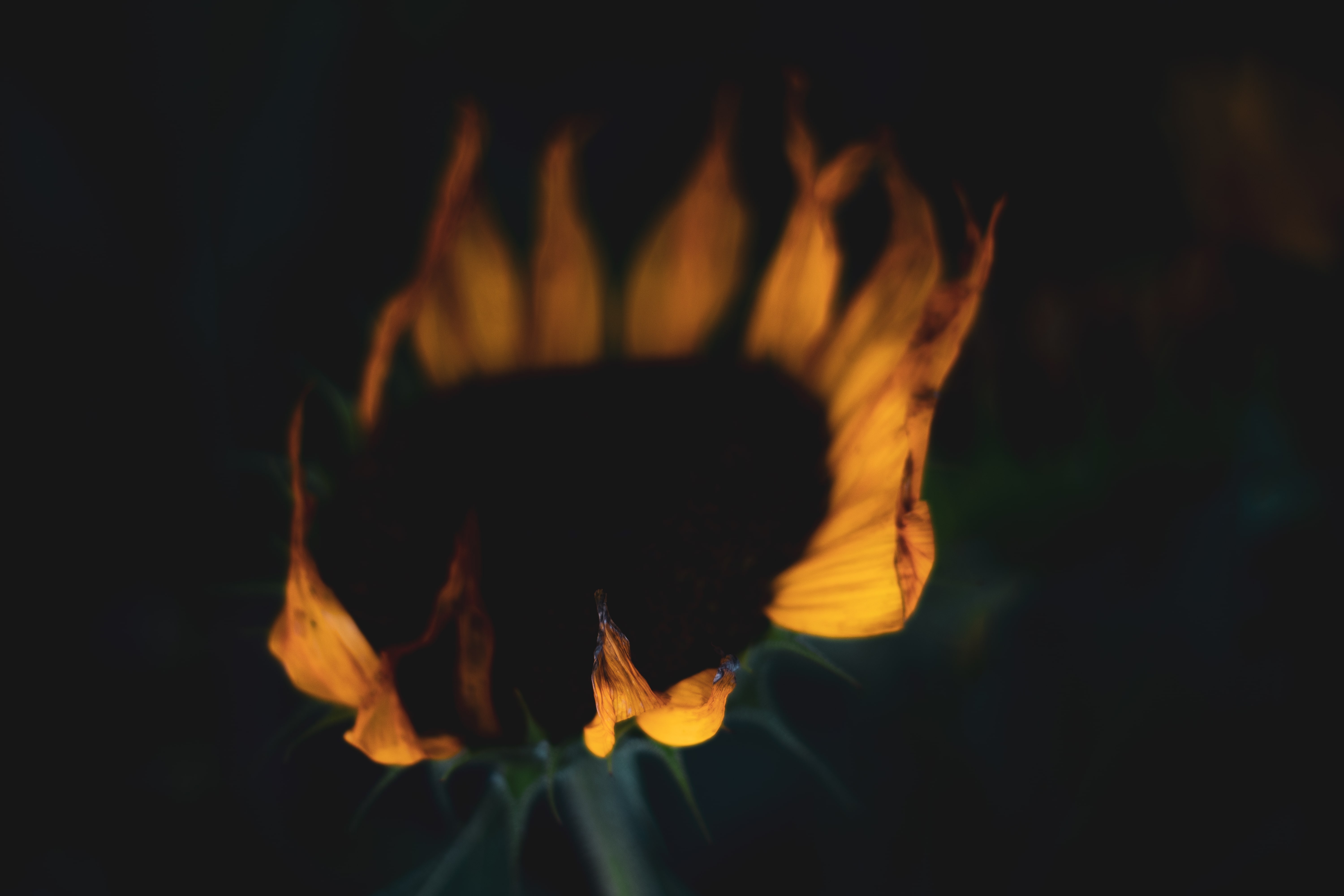 A close up photo of a sunflower whose petals are singed.